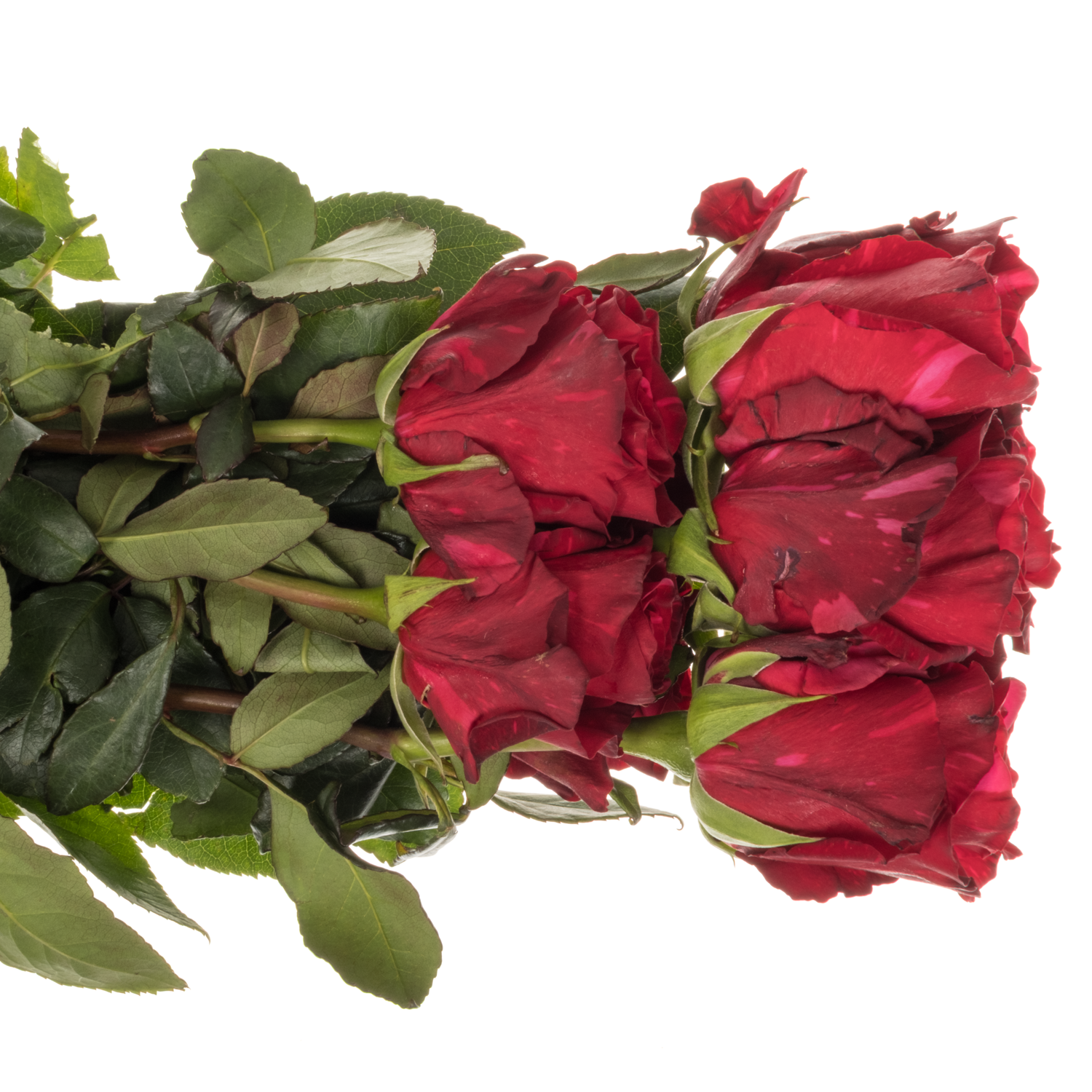 Rose dunkel rot/fuchsia Panther (Ec) 70cm
