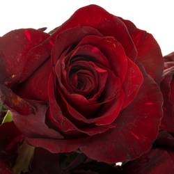Rose dunkel rot/fuchsia Panther (Ec) 70cm