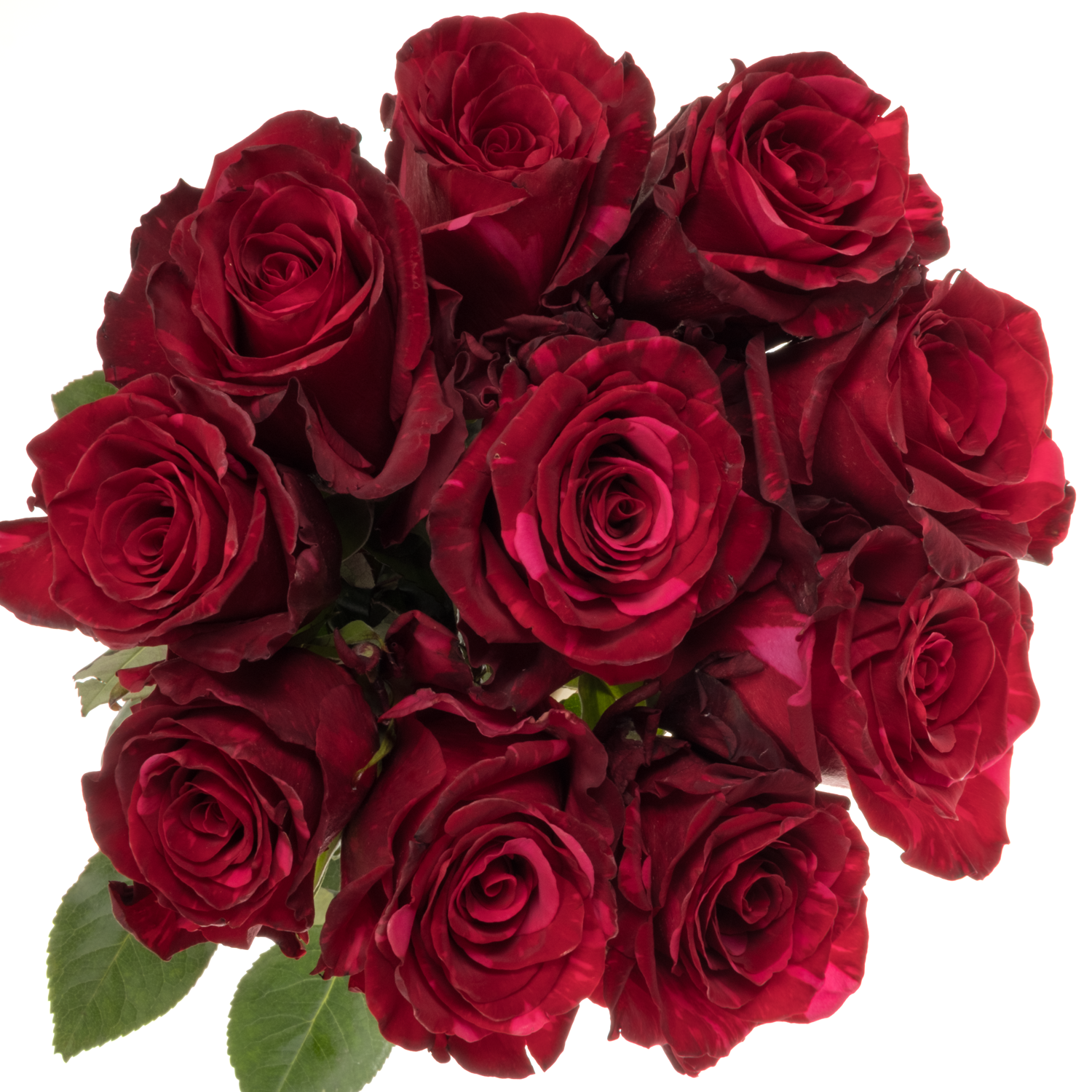Rose dunkel rot/fuchsia Panther (Ec) 70cm