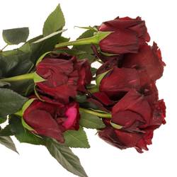 Rose dunkel rot/fuchsia Panther (Ec) 70cm