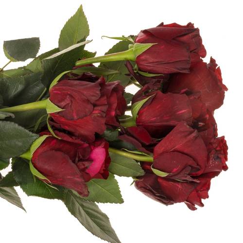 Rose dunkel rot/fuchsia Panther (Ec) 70cm
