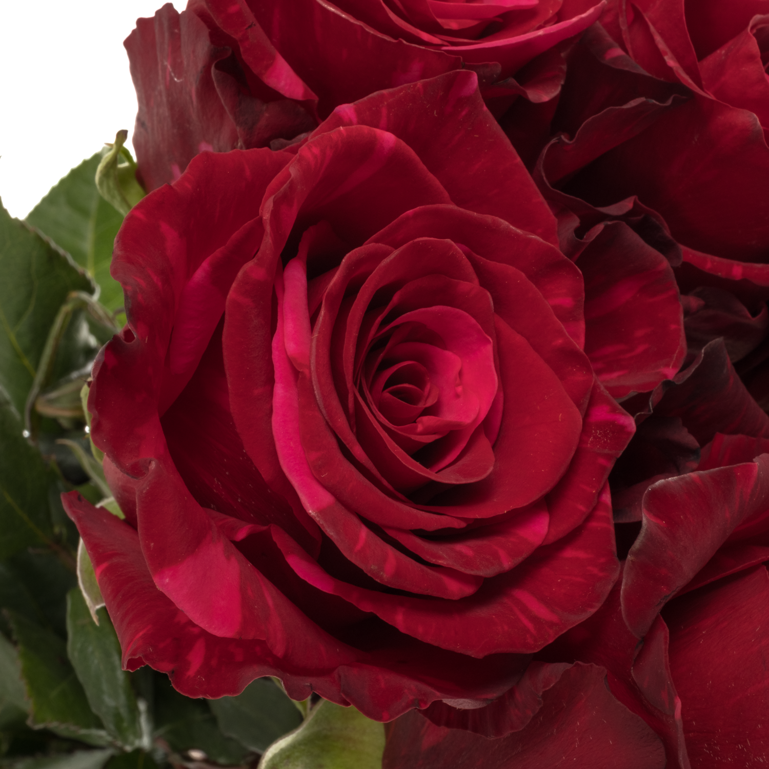 Rose dunkel rot/fuchsia Panther (Ec) 70cm