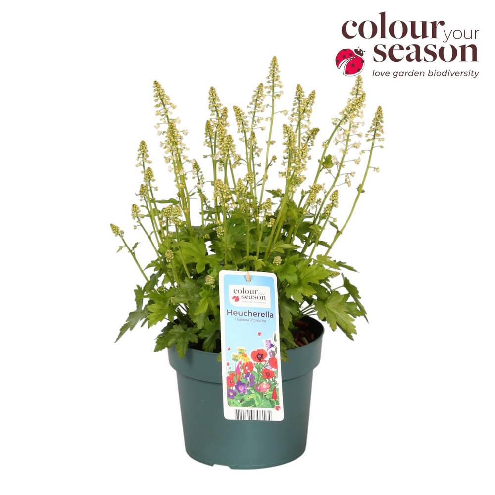Heucherella weiss Revolution T19 H050