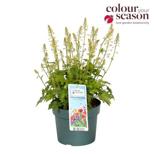 Heucherella weiss Revolution T19 H050