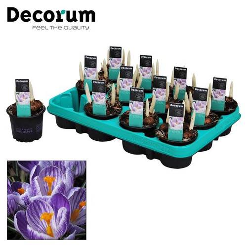 Crocus 4er violett/weiss Pickwick T09 H15