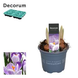 Crocus 4er violett/weiss Pickwick T09 H15