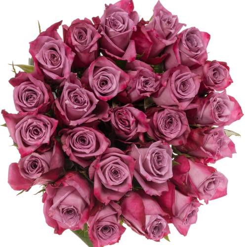 Rose milka Moody Blues (Ec) 40cm
