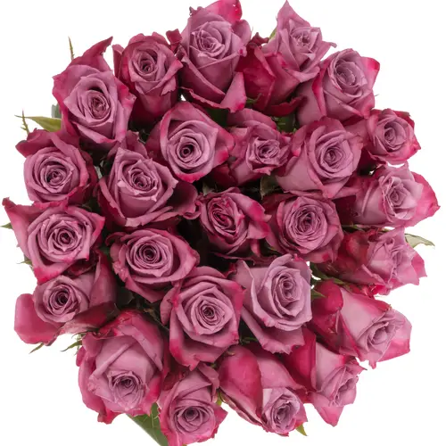 Rose milka Moody Blues (Ec) 40cm