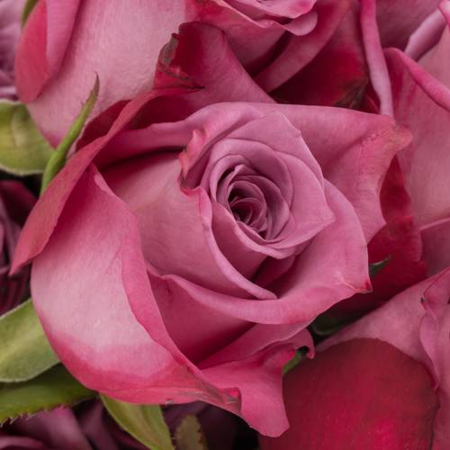 Rose milka Moody Blues (Ec) 40cm