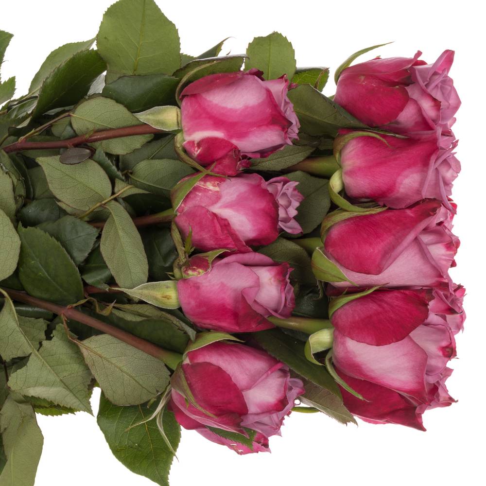 Rose milka Moody Blues (Ec) 40cm