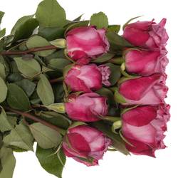 Rose milka Moody Blues (Ec) 40cm