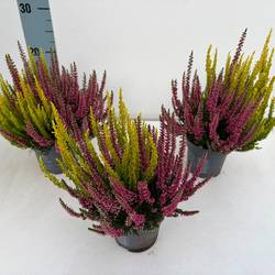 Calluna BL Twins rot/gelb T10,5 H022