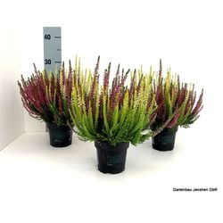 Calluna Bl Twins rot/gelb T10,5 H022