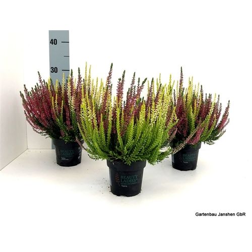 Calluna Bl Twins rot/gelb T10,5 H022