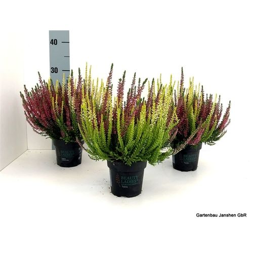 Calluna Bl Twins rot/gelb T10,5 H022