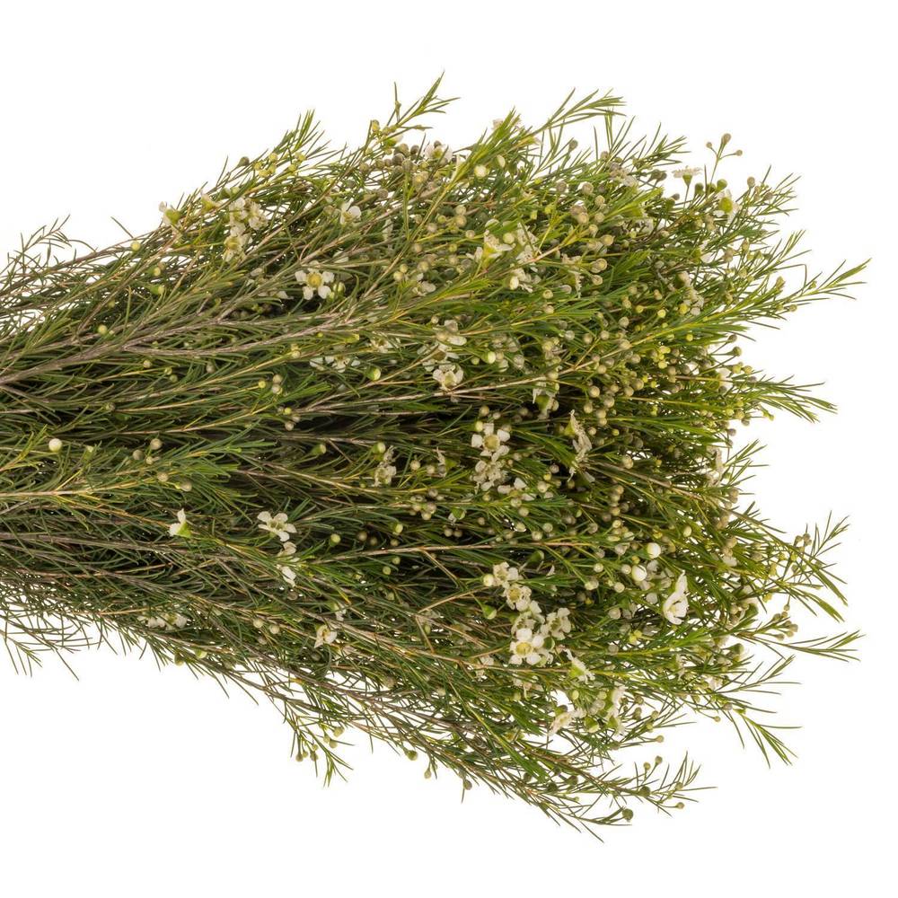 Wachsflower weiss White Lion 22 Gramm 50cm