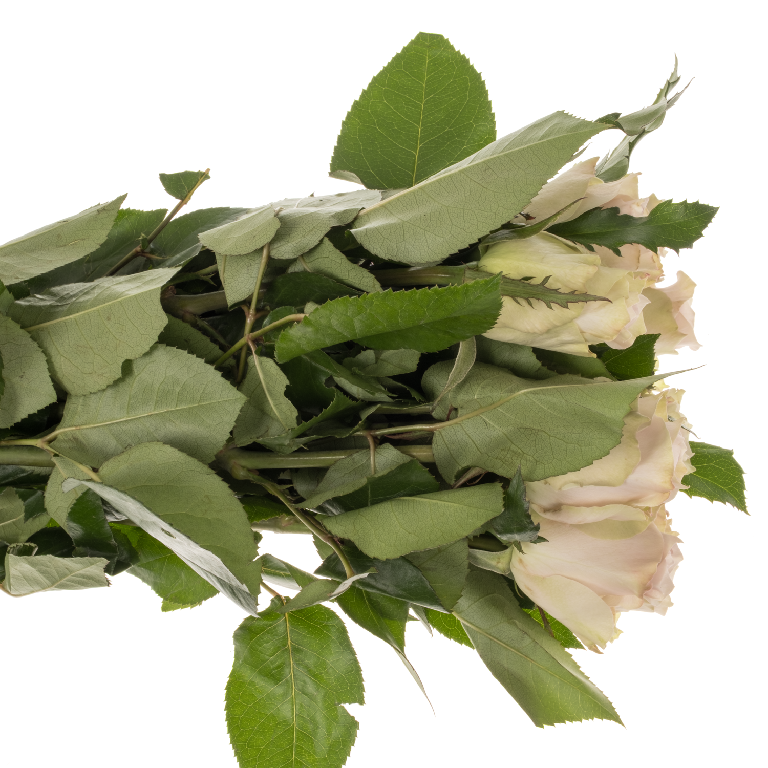 Rose milka/creme Ayden 60cm