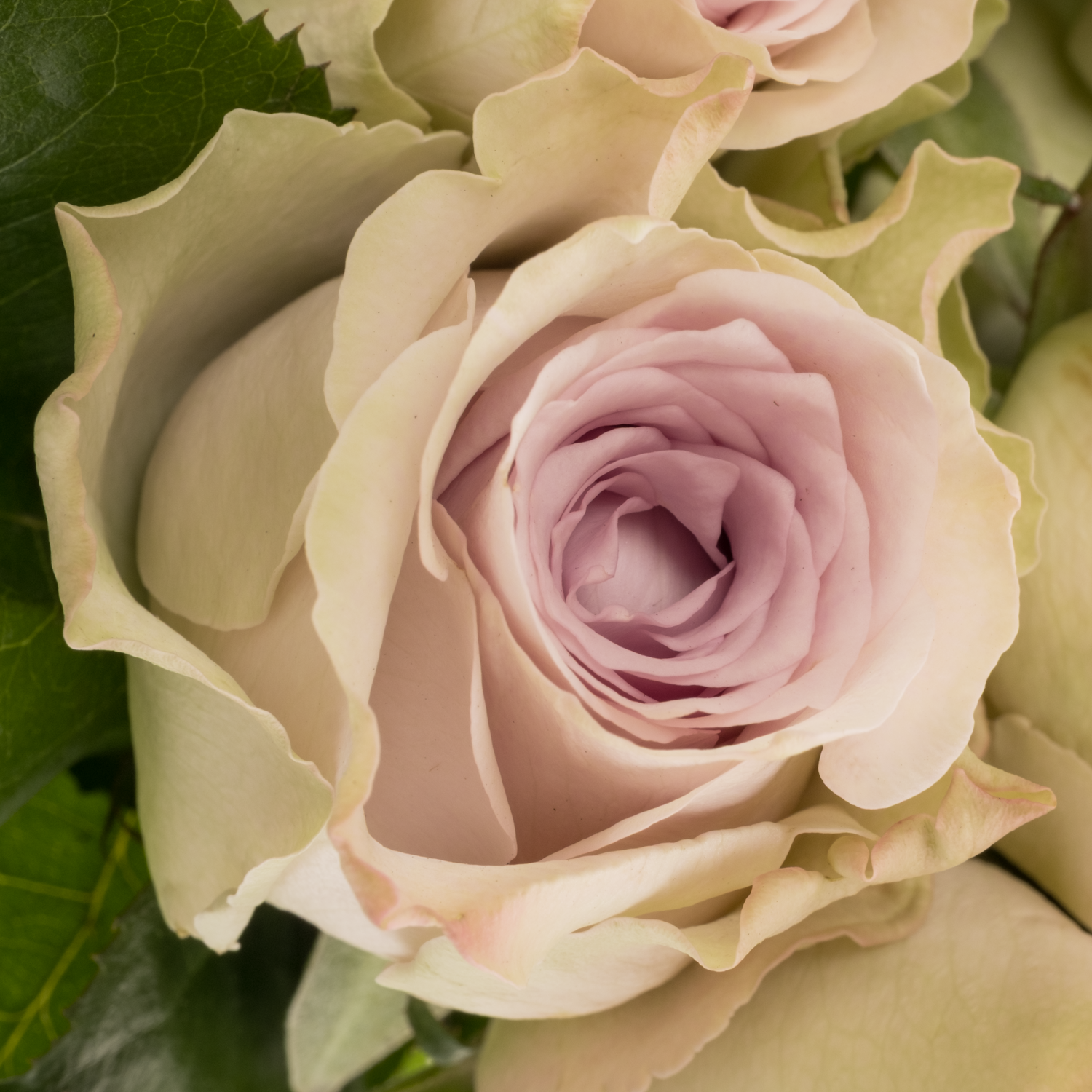 Rose milka/creme Ayden 60cm