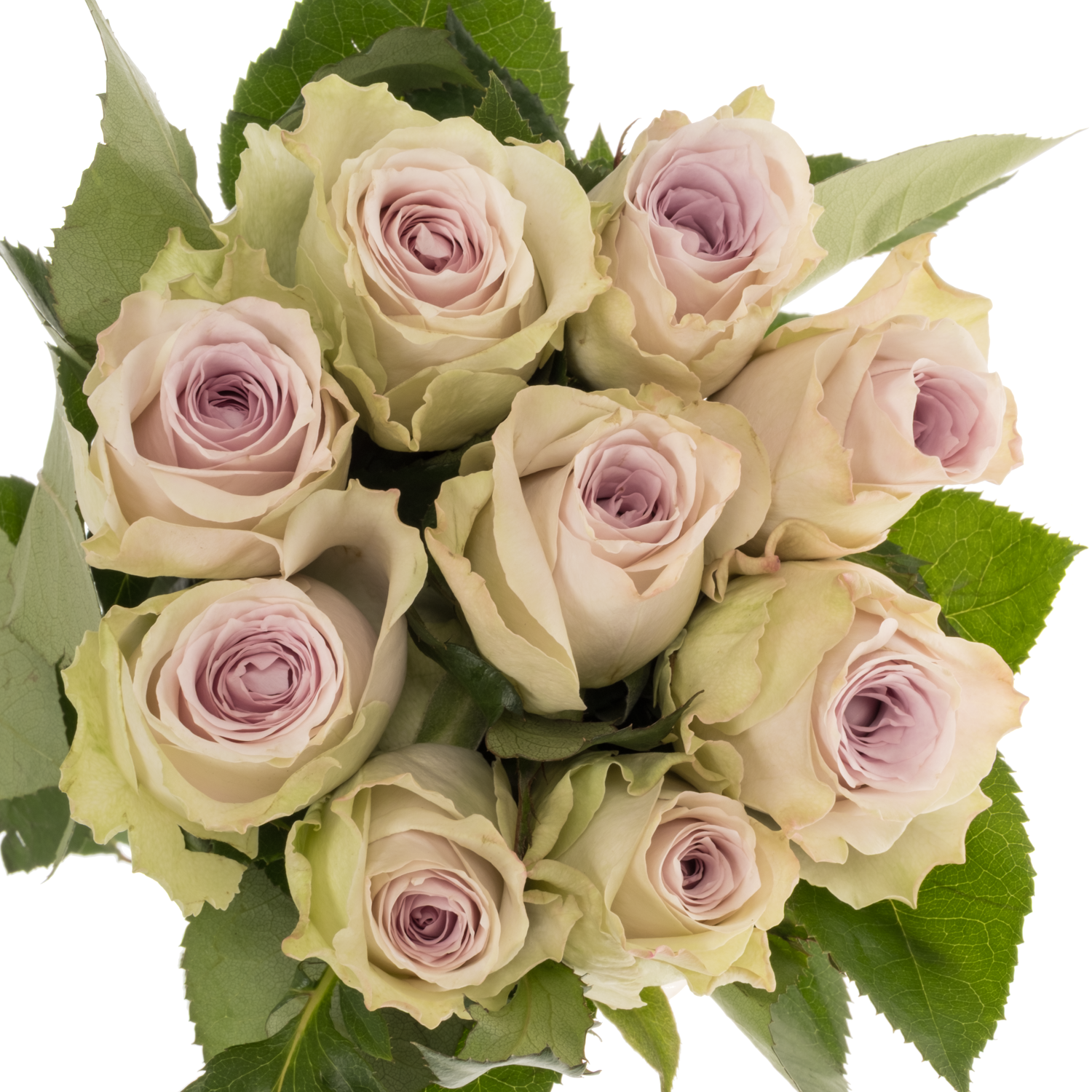 Rose milka/creme Ayden 60cm