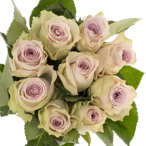 Rose milka/creme Ayden 60cm