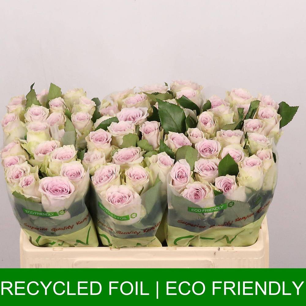 Rose milka/creme Ayden 60cm