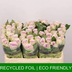 Rose milka/creme Ayden 60cm