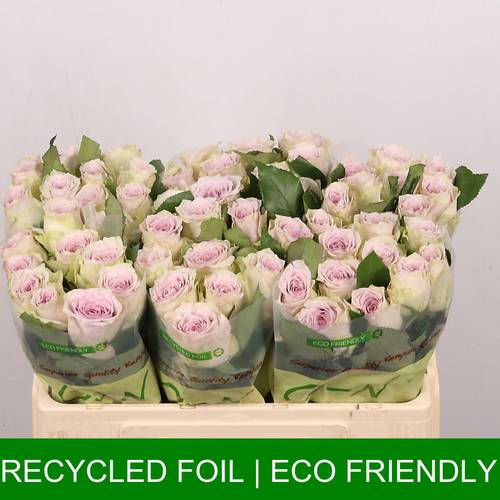 Rose milka/creme Ayden 60cm