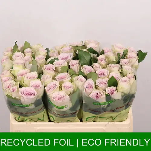 Rose milka/creme Ayden 60cm