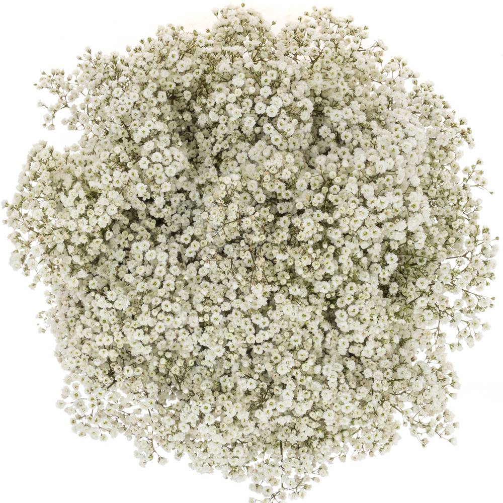 Eisen Gyps weiss Million Star 30 Gramm kl Bl.