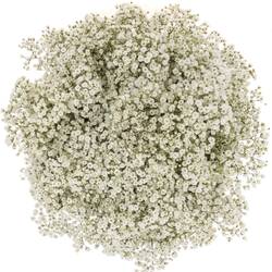 Eisen Gyps weiss Million Star 30 Gramm kl Bl.