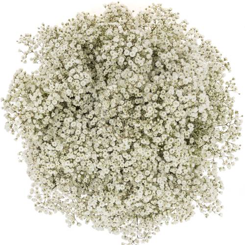 Eisen Gyps weiss Million Star 30 Gramm kl Bl.