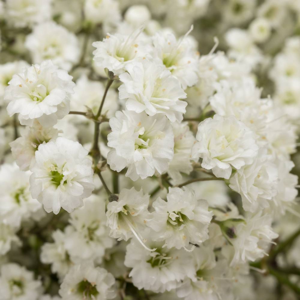 Eisen Gyps weiss Million Star 30 Gramm kl Bl.