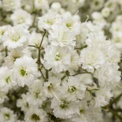 Eisen Gyps weiss Million Star 30 Gramm kl Bl.