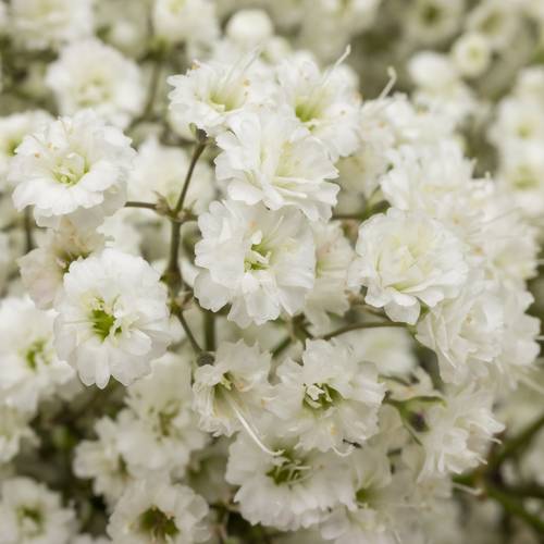 Eisen Gyps weiss Million Star 30 Gramm kl Bl.