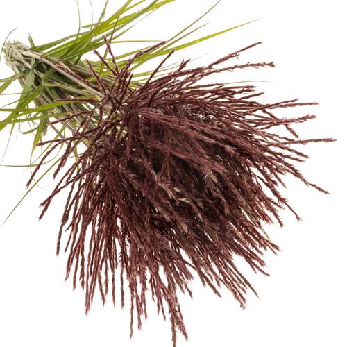 Miscanthus rot x40