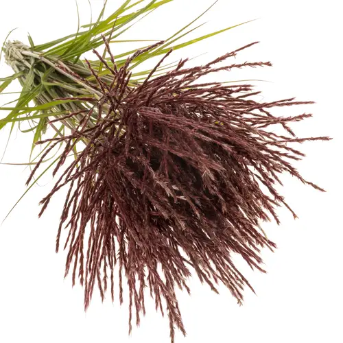 Miscanthus rot x40