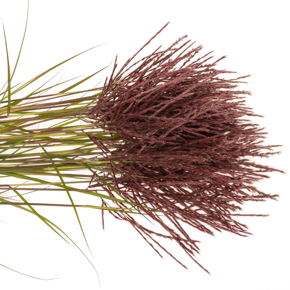 Miscanthus rot x40