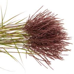 Miscanthus rot x40