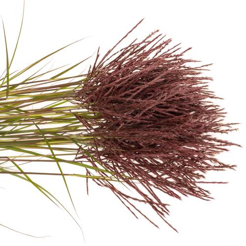 Miscanthus rot x40