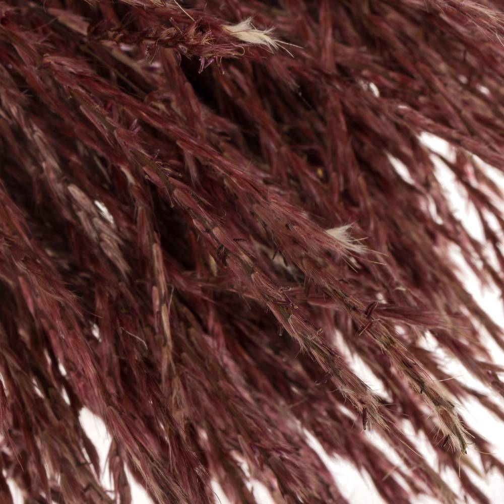 Miscanthus rot x40