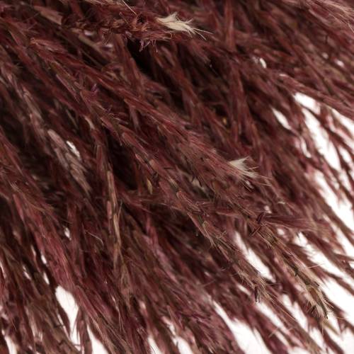Miscanthus rot x40