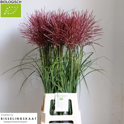 Miscanthus rot x40