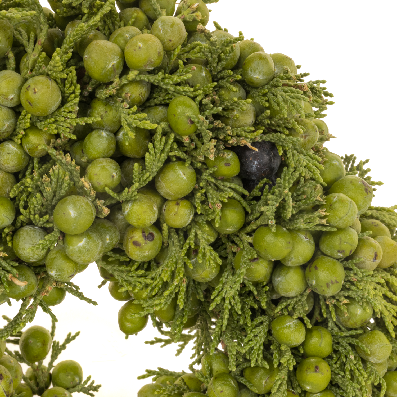 Kranz mix grün/blau Juniperus D20cm