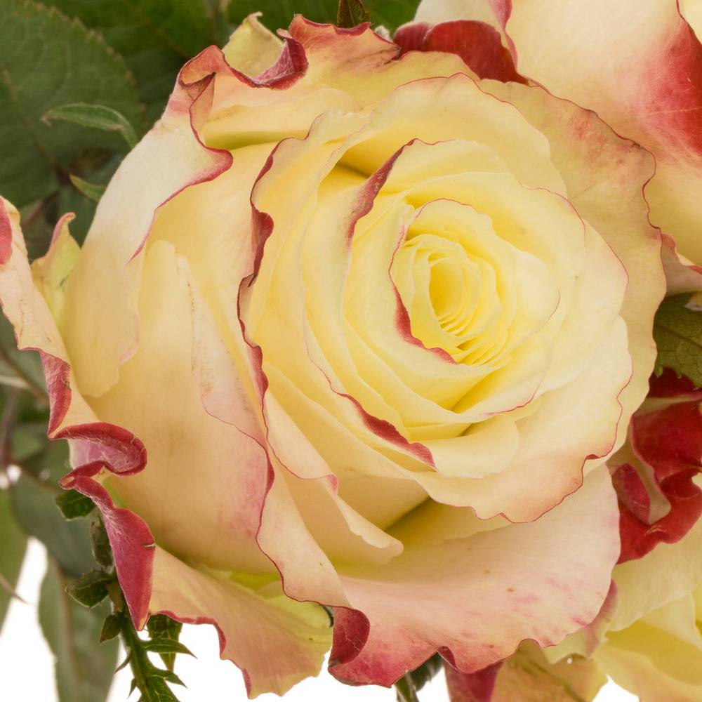 Rose creme/fuchsia Sweet Horizon 70cm