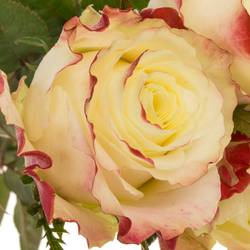 Rose creme/fuchsia Sweet Horizon 70cm