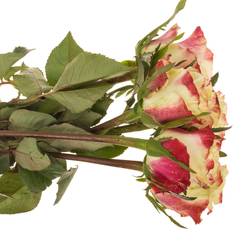 Rose creme/fuchsia Sweet Horizon 70cm