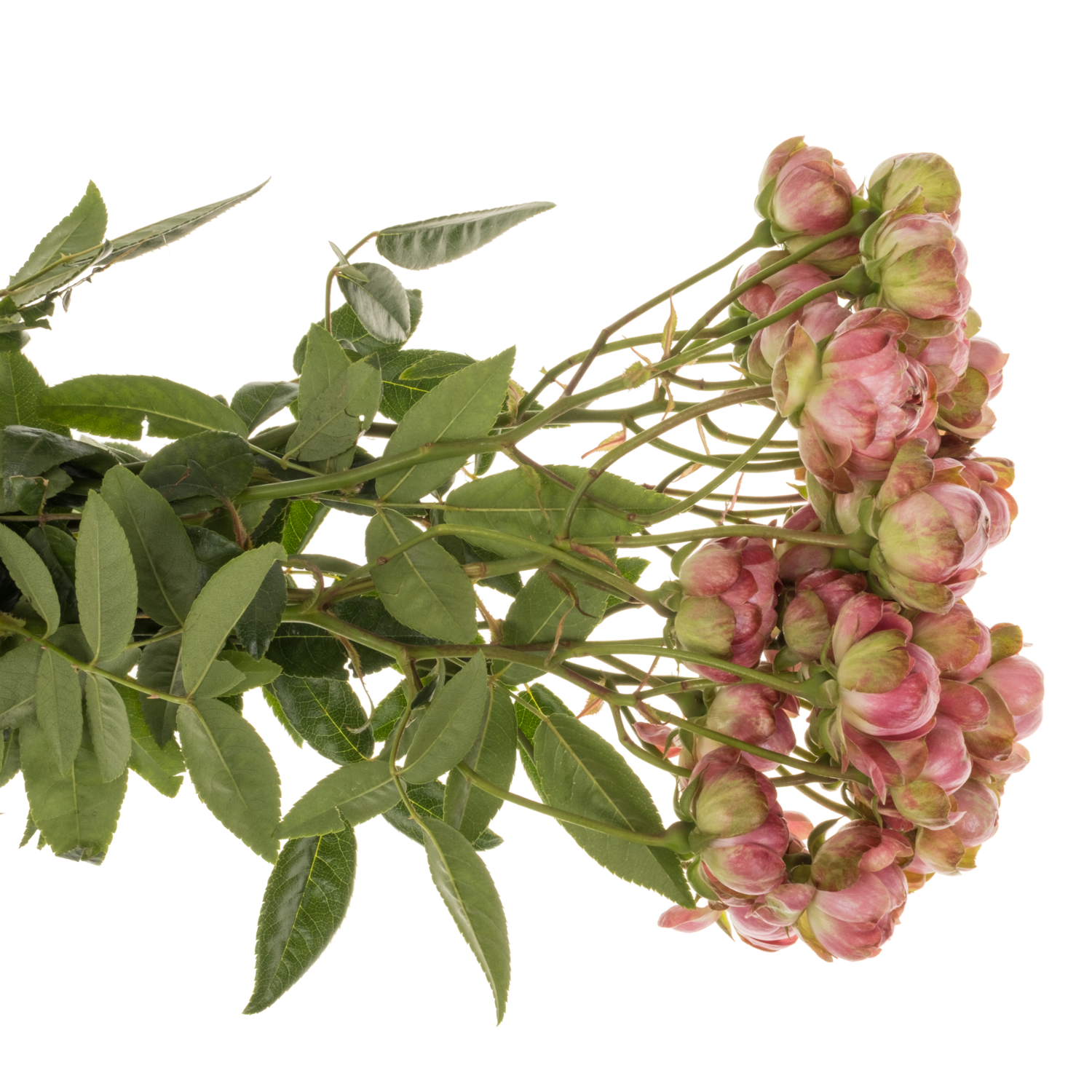 Rose verzweigt fuchsia Princess Pinku 50cm