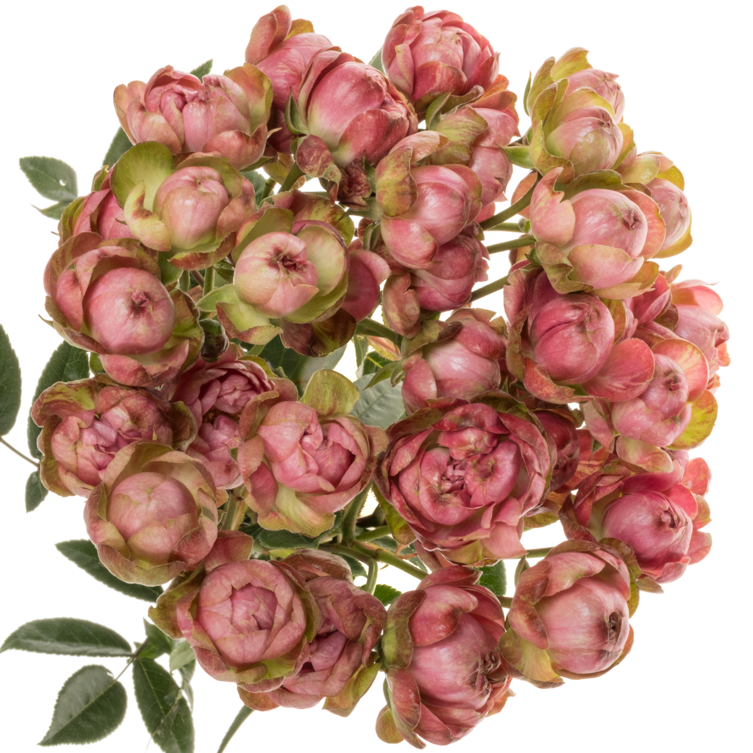 Rose verzweigt fuchsia Princess Pinku 50cm