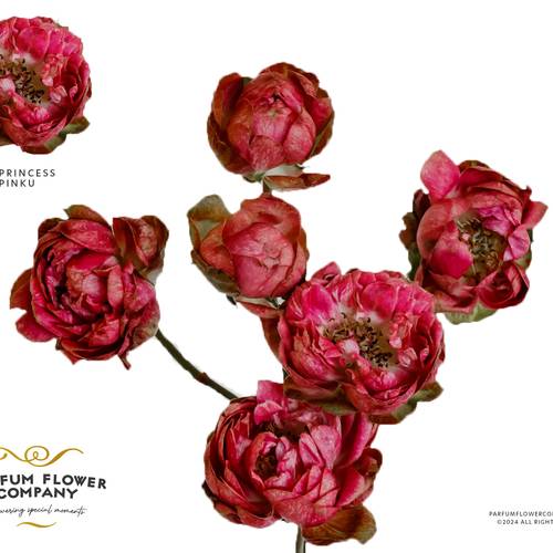 Rose verzweigt fuchsia Princess Pinku 50cm