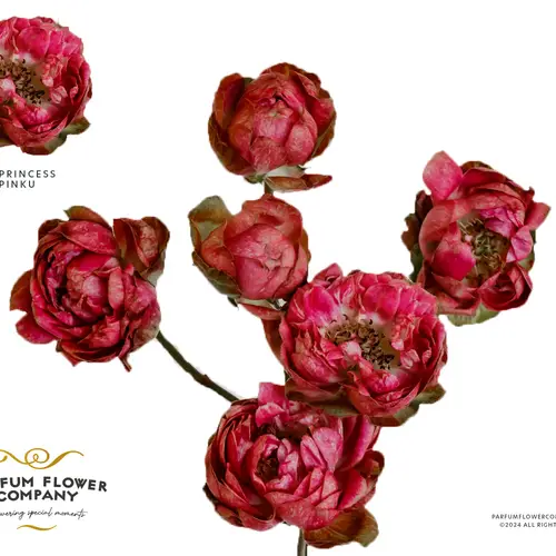 Rose verzweigt fuchsia Princess Pinku 50cm